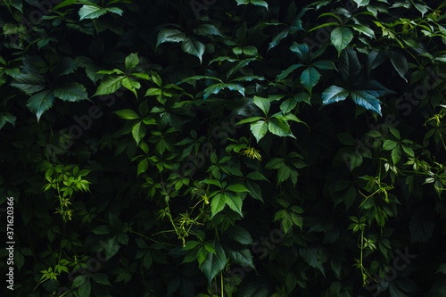 dark ivy as green wallpaper