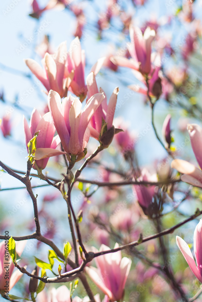 spring flowering magnolias in the park and in the garden spring flowering magnolias in the park and in the garden