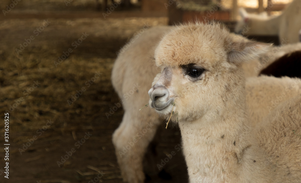 young white alpaca in a barn