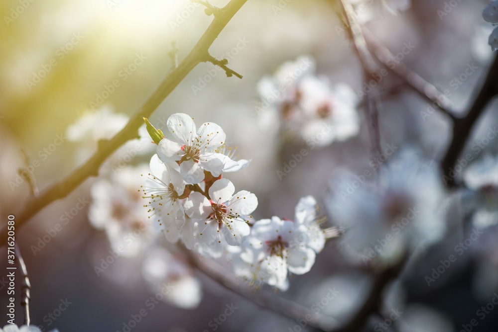 Nice white apricot spring flowers branch on blue sky background