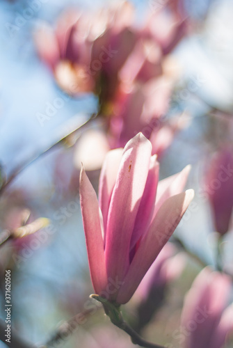 spring flowering magnolias in the park and in the garden © Yuliya