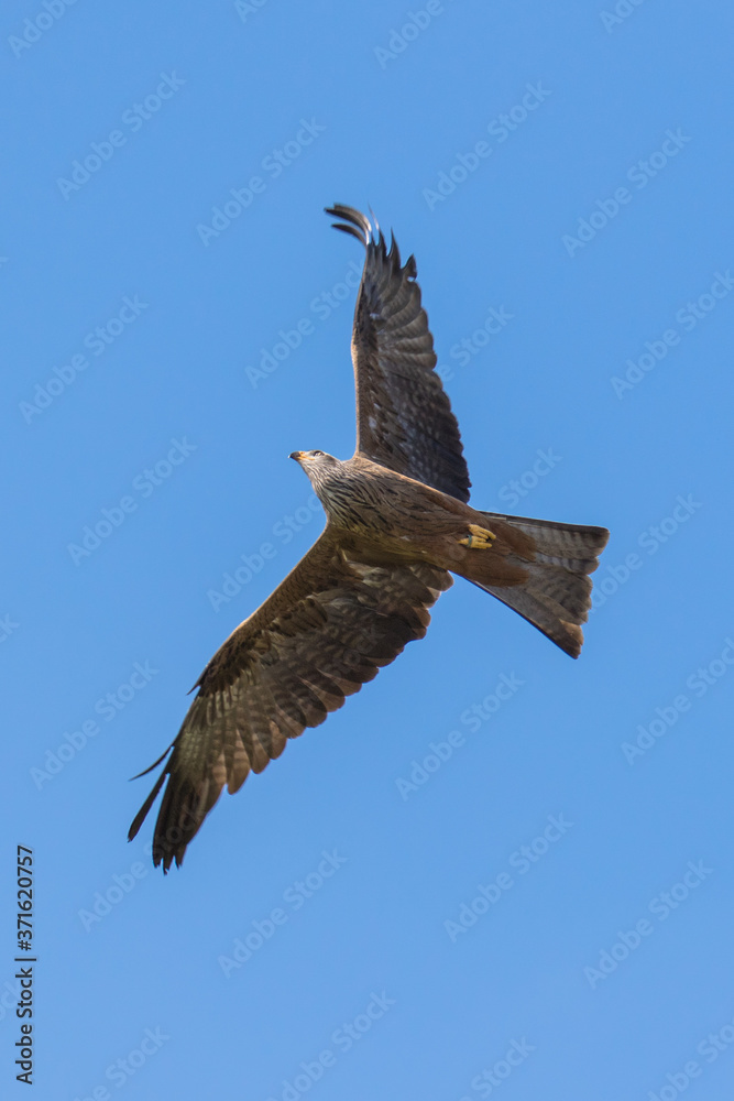 Red kite (scientific name Milvus milvus) in flight