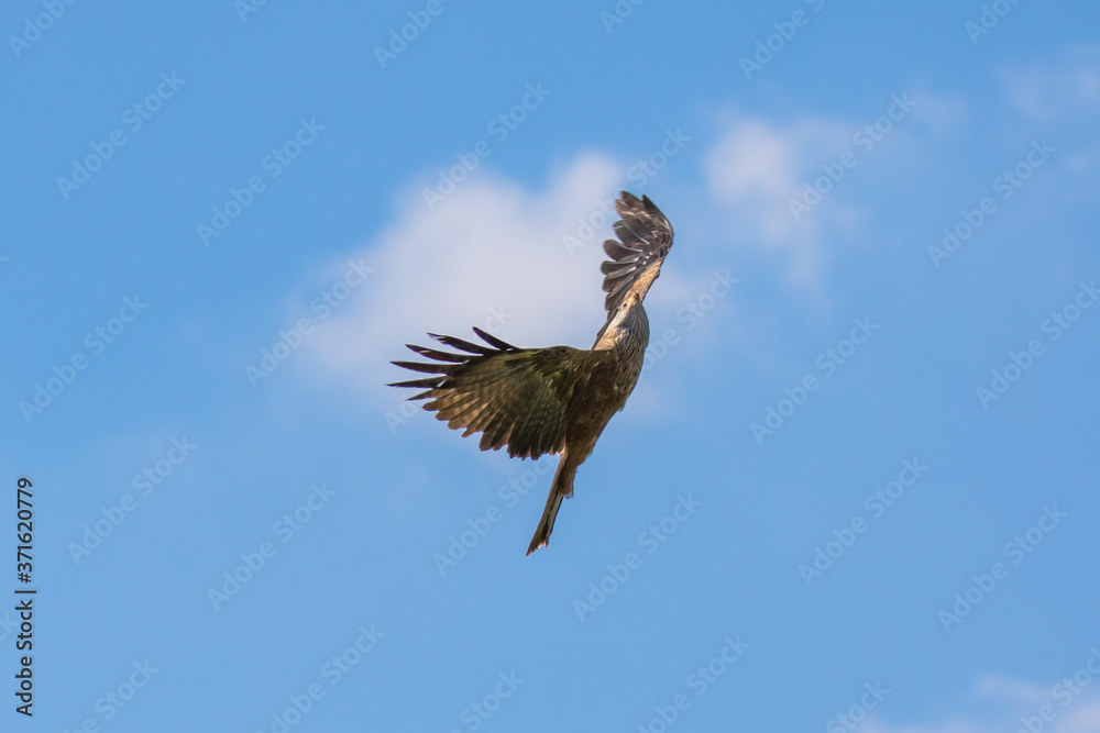 Red kite (scientific name Milvus milvus) in flight