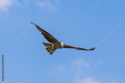 Red kite (scientific name Milvus milvus) in flight © Ian Kennedy