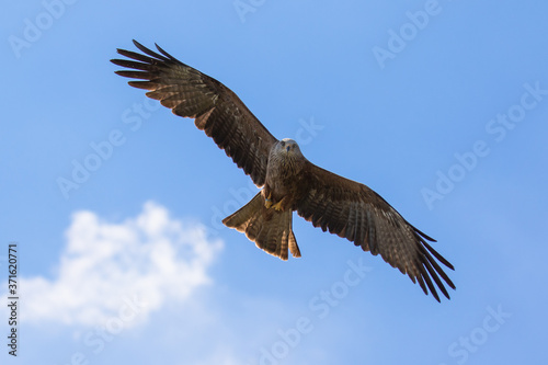 Red kite  scientific name Milvus milvus  in flight