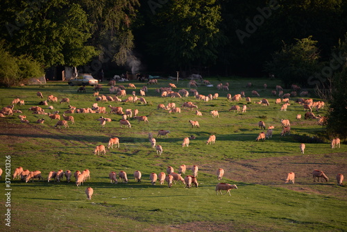 flock of sheeps in the green field at sunset