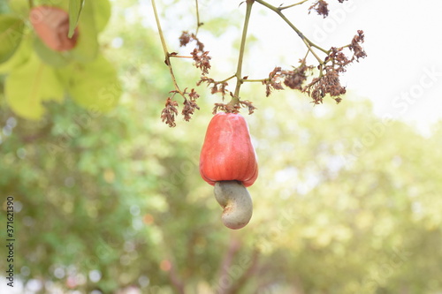 Red cashews on a tree in the cashew plantation