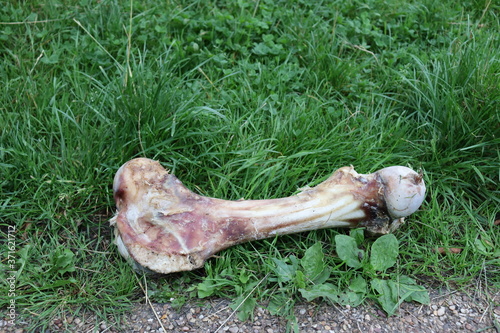 Large discarded bone on grass. Close up camera shot of giant bone outdoors in garden on green grass. Animal bone with no meat on