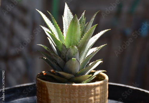 pineapple  plant in a pot