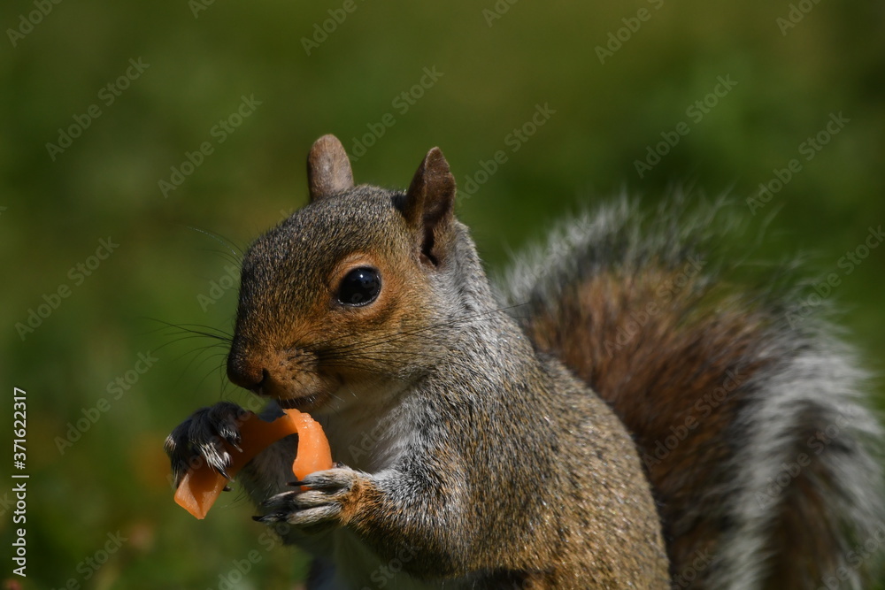 A squirrel takes a break from eating nuts and enjoys a carrot A squirrel takes a break from eating nuts and enjoys a carrot