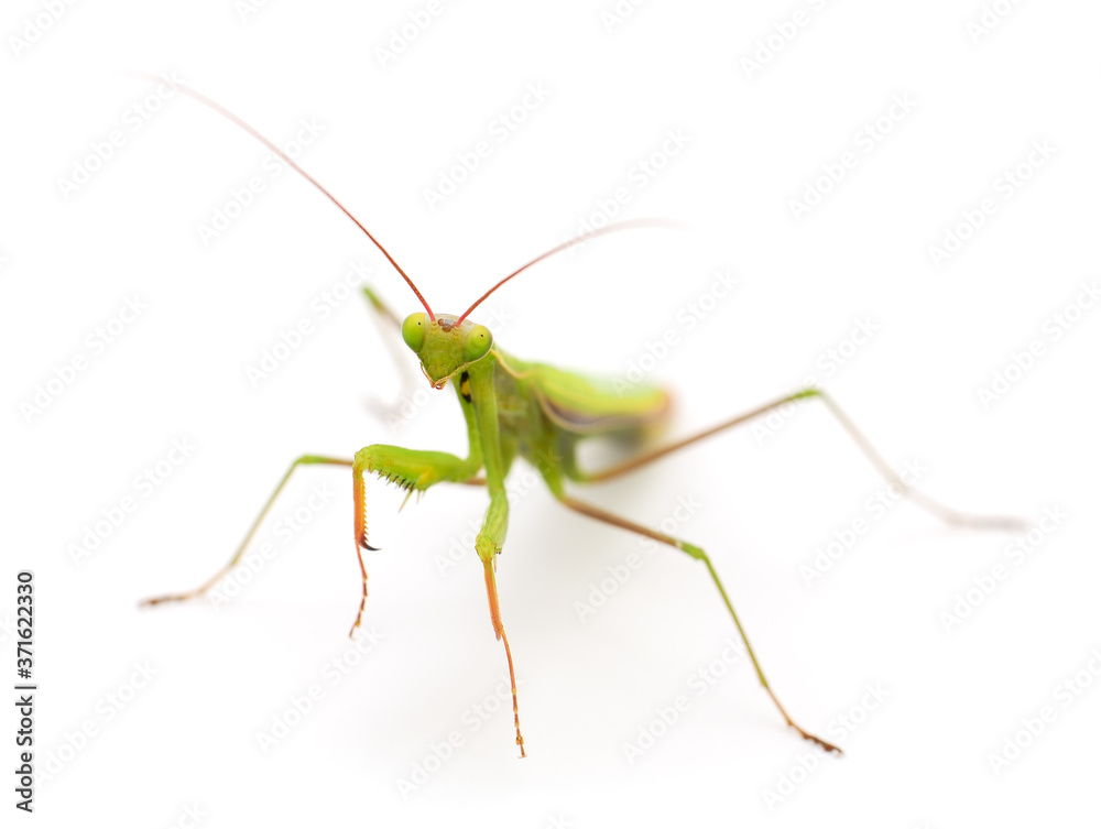 Mantis isolated on white background. Mantis isolated on white background.