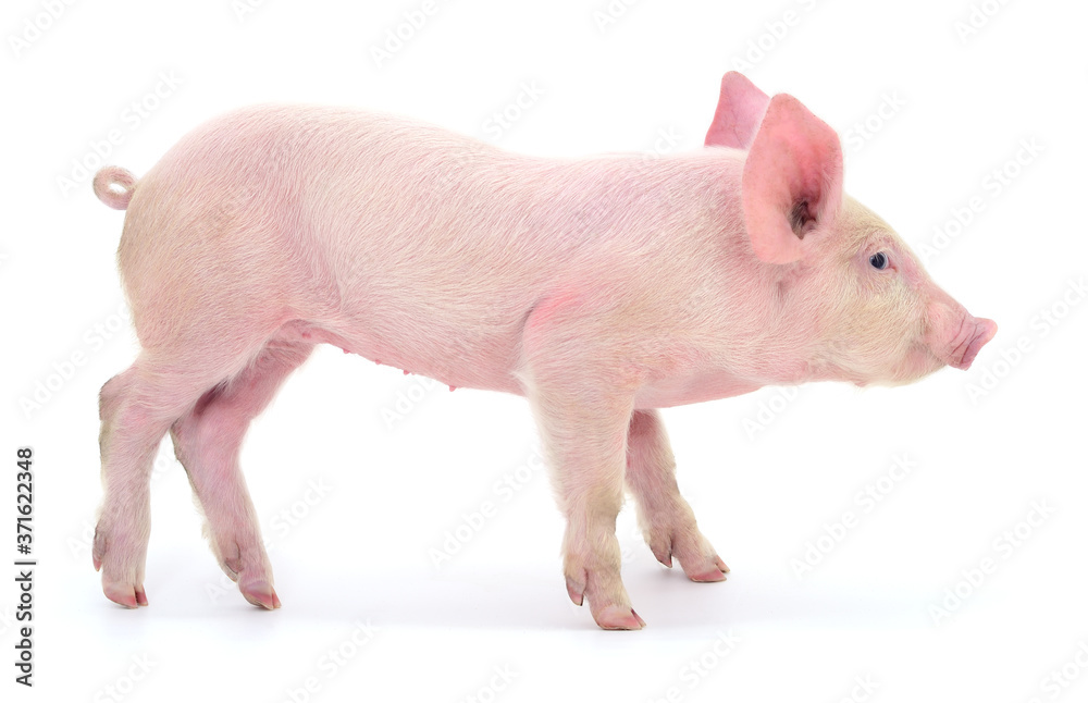 Pig on white Pig on white
