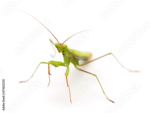 Mantis isolated on white background. © olhastock