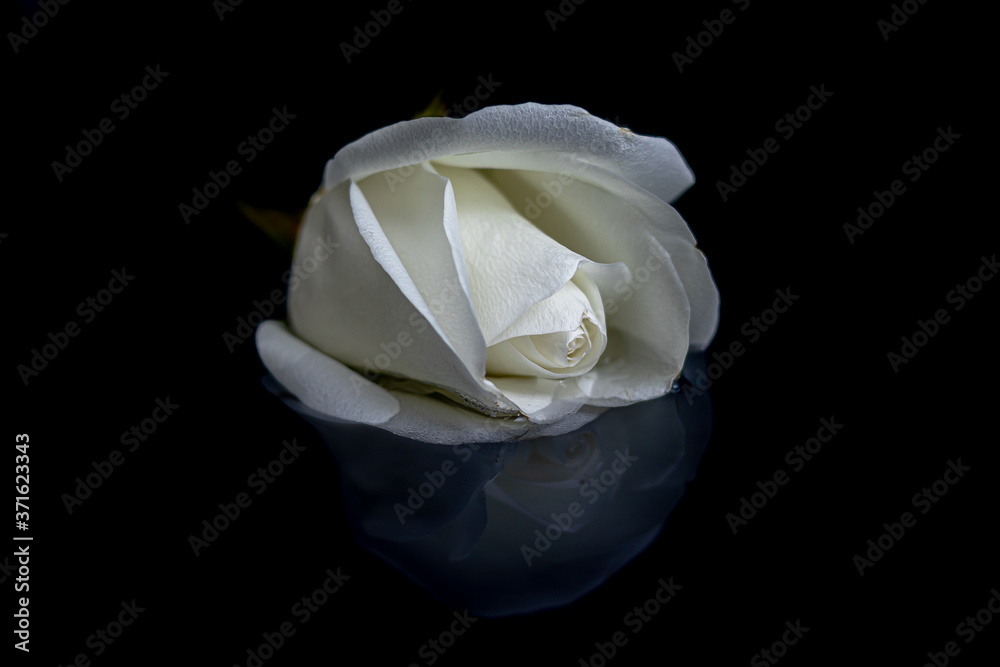 Rose flower and its reflection on the water Rose flower and its reflection on the water