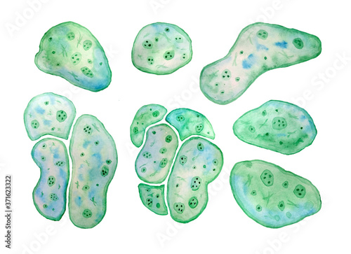 Unicellular green blue algae chlorella spirulina with large cells single-cells with lipid droplets. Watercolor illustration of macro zoom microorganism bacteria for cosmetics biological biotech design photo