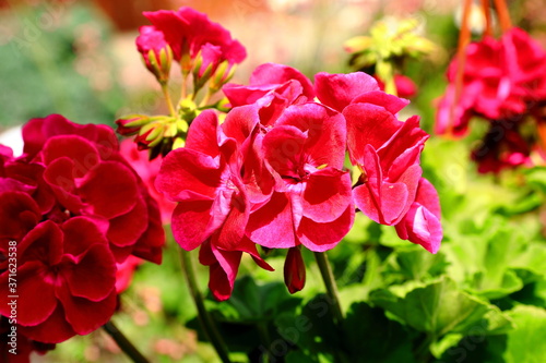 Piękne pelargonie kwitnące latem w ogrodzie botanicznym photo