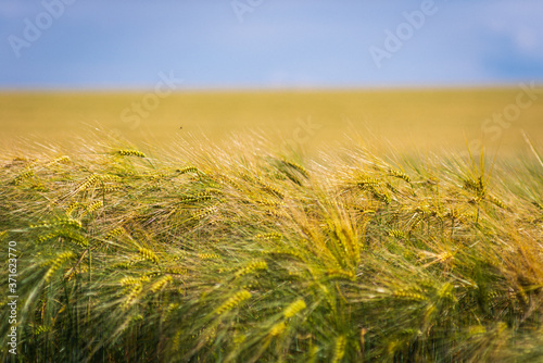 Foto Getreidefeld im Sommer