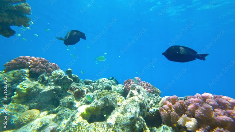 amazing coral reef amazing coral reef