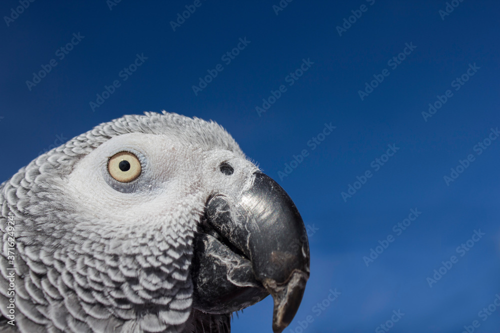 Obraz premium parrot