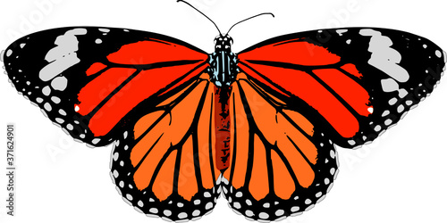 Monarch butterfly vector illustration on white background