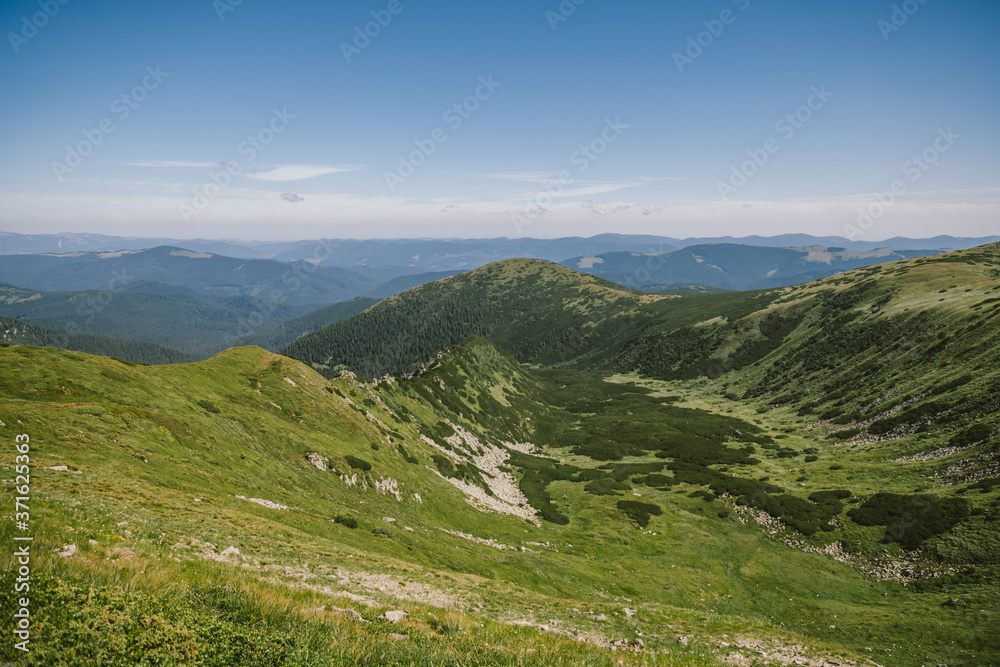 Naklejka premium A herd of sheep standing on top of a lush green hillside