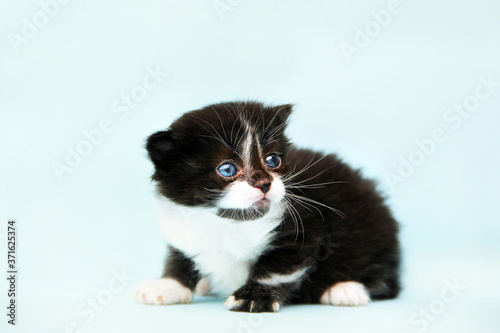A beautiful kitten. Isolated cat. Small kitten with blue eyes. Cat on a blue background