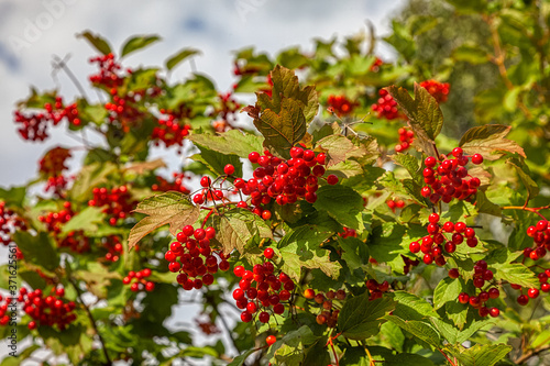 Close-up of beautiful red fruits of viburnum vulgaris. Guelder rose (viburnum opulus) berries and leaves in the summer outdoors. Red viburnum berries on a branch in the garden.