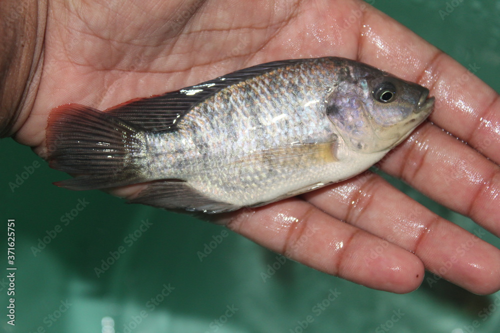 Tilapia fish in hand GIFT tilapia fish farming hybrid tilapia culture by pisciculture farmers