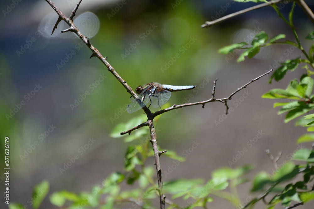 BELLE LIBELLULE SUR UNE BRANCHE
BELLE LIBELLULE SUR UNE BRANCHE