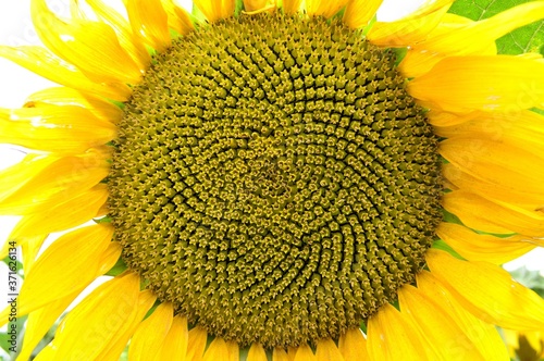 Sunflower close up with good view of pistils, stamens make visible fibonacci spiral in nature. Bright yellow petals background. Sunflower seeds in flower close up. Fibonacci pattern of sunflower.