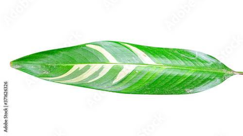  Heliconia variegated leaf isolated on white background with clipping path.