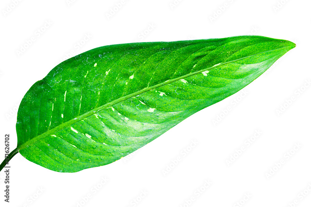 Obraz premium Green leaf isolated on white background with clipping path.
