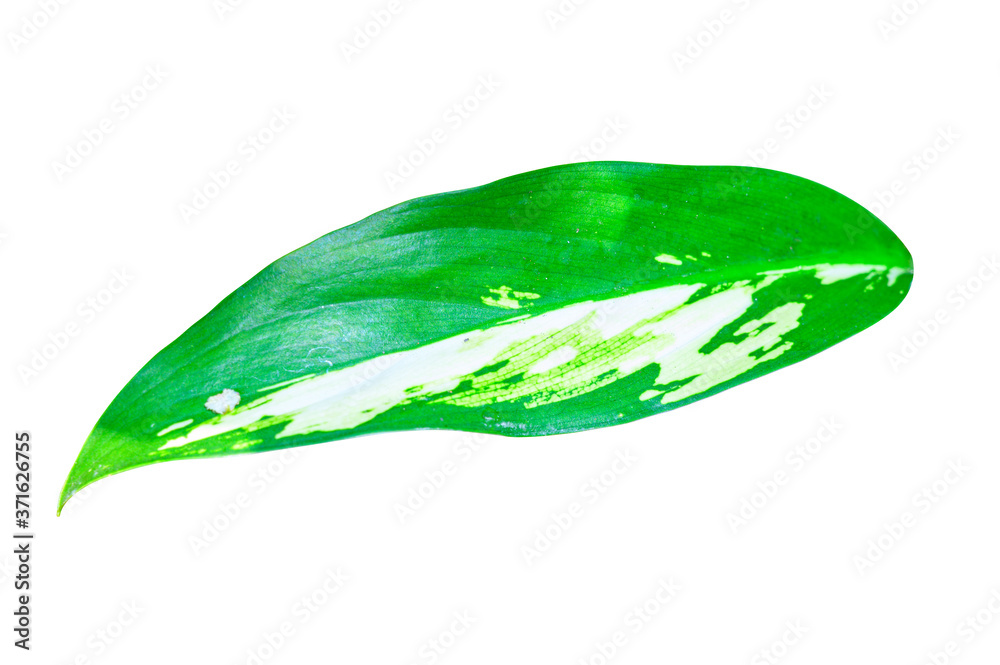 Fototapeta premium Green leaf isolated on white background with clipping path.