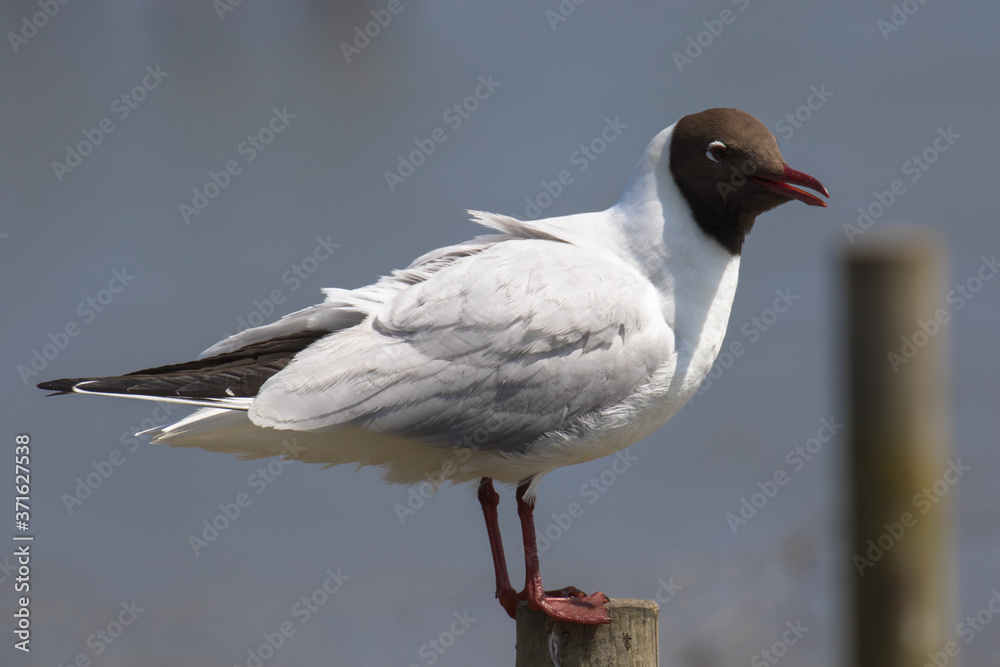 Black-headed gull (Latin name Larus ridibundus) in flight Black-headed gull (Latin name Larus ridibundus) in flight