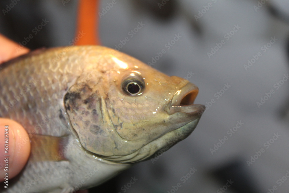 Tilapia fish in hand GIFT tilapia fish farming hybrid tilapia culture by pisciculture farmers