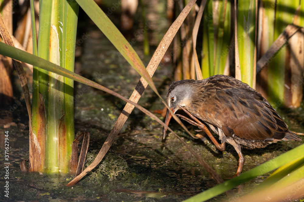 Virginia Rail scratching beak between colorful green reeds in shallow marsh