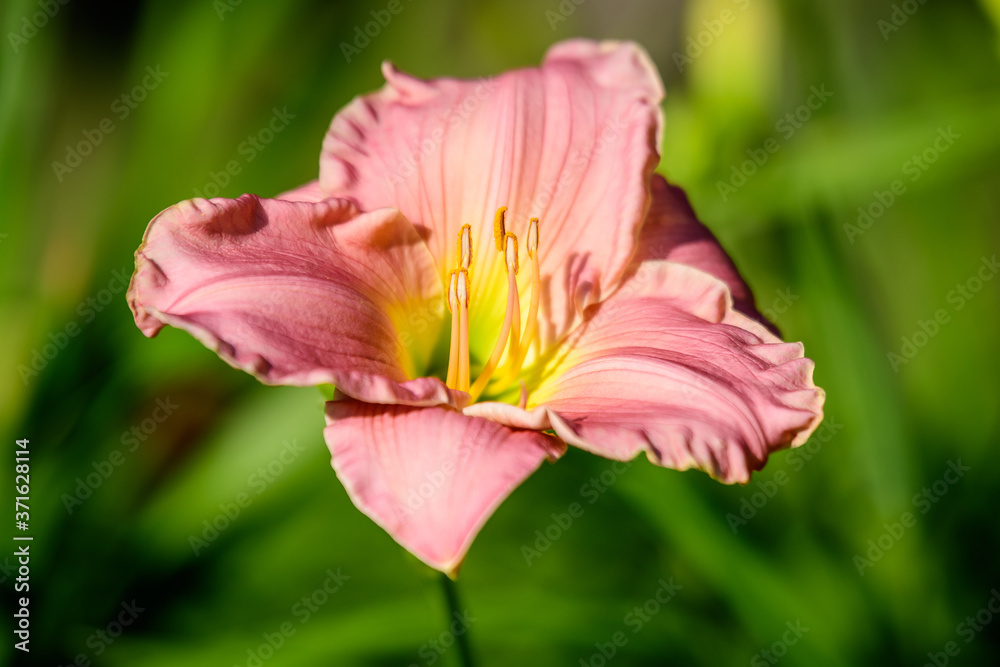 Naklejka premium Vivid Hemerocallis Pink Playmate Daylily, Lilium or Lily plant in a British cottage style garden in a sunny summer day, beautiful outdoor background photographed with soft focus.