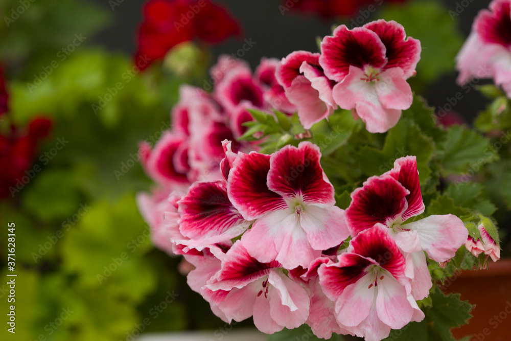 Beautiful pink and purple Pelargonium flowers in a pot. Closeup Pelargonium flowers Beautiful pink and purple Pelargonium flowers in a pot. Closeup Pelargonium flowers