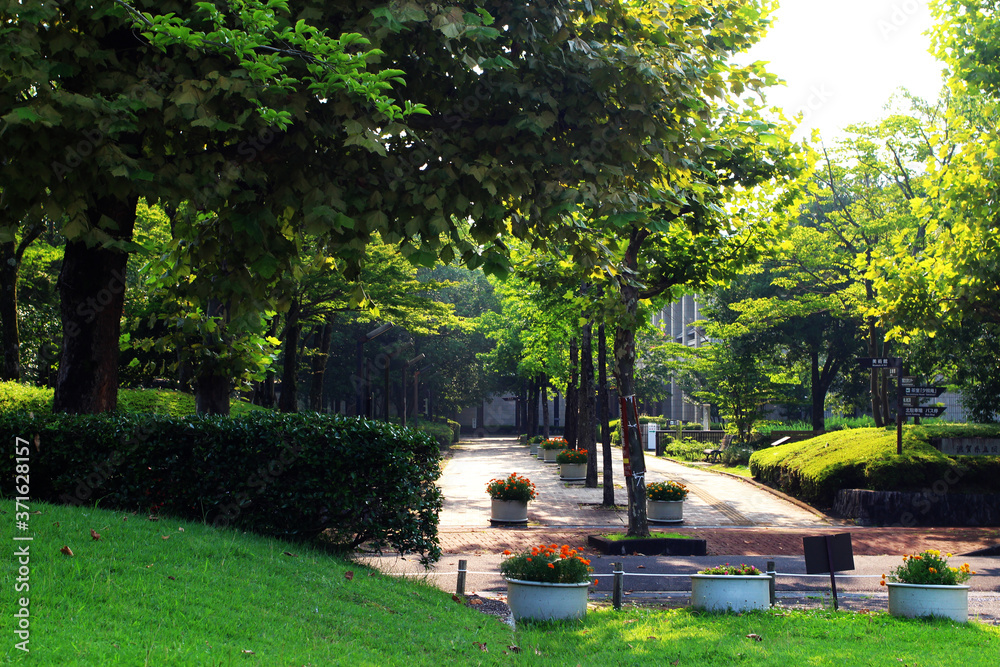 Fototapeta premium 夏の午後の公園