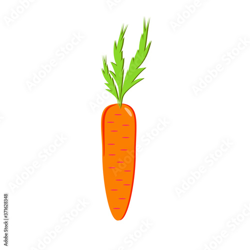 Orange carrots on a white background. Illustration.