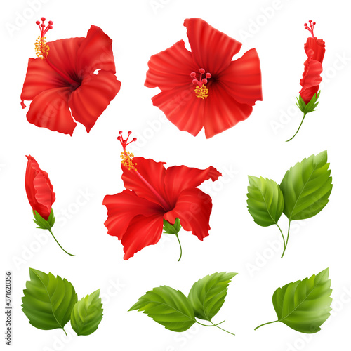 Realistic Flowers Hibiscus Set