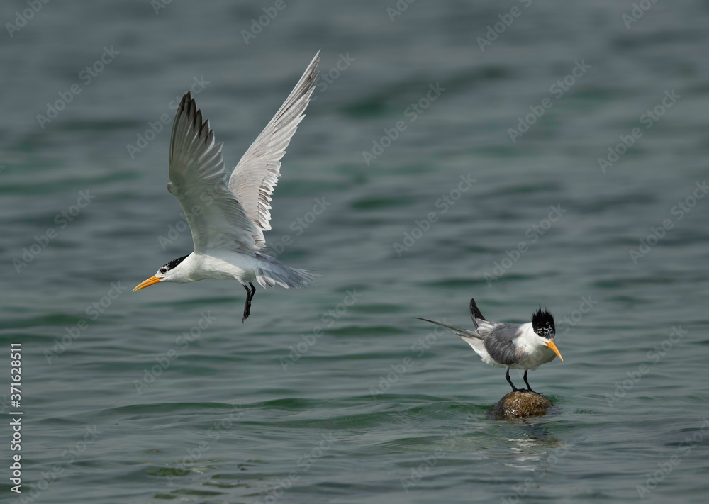 Greater Crested Terns at Busaiteen coast, Bahrain Greater Crested Terns at Busaiteen coast, Bahrain