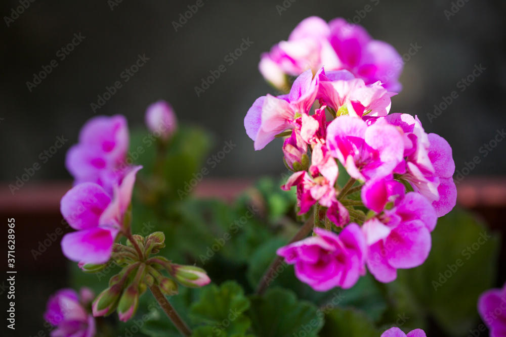 Pink geranium with green leaves. Close-up