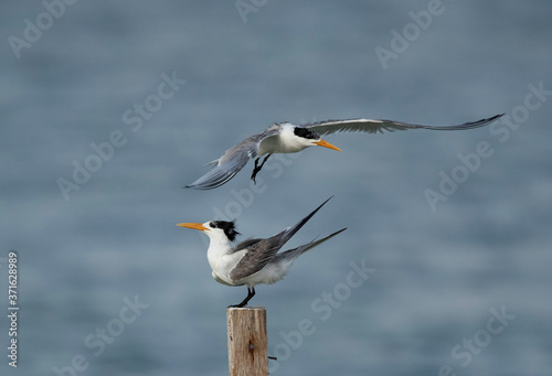 Greater Crested Terns at Busaiteen coast, Bahrain © Dr Ajay Kumar Singh