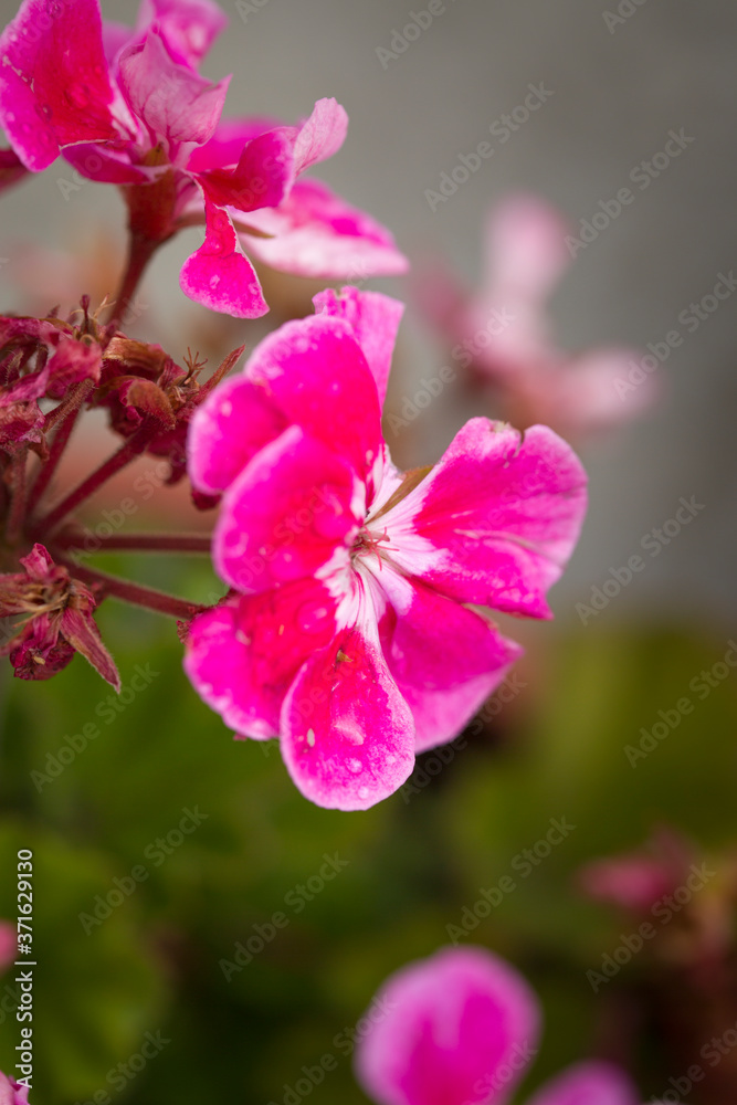Pink pelargonium grandiflorum Flower. Blurry background close up shots Pink pelargonium grandiflorum Flower. Blurry background close up shots
