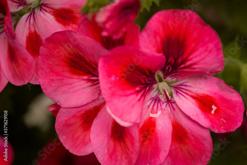 Bright pink geranium flowers close-up
