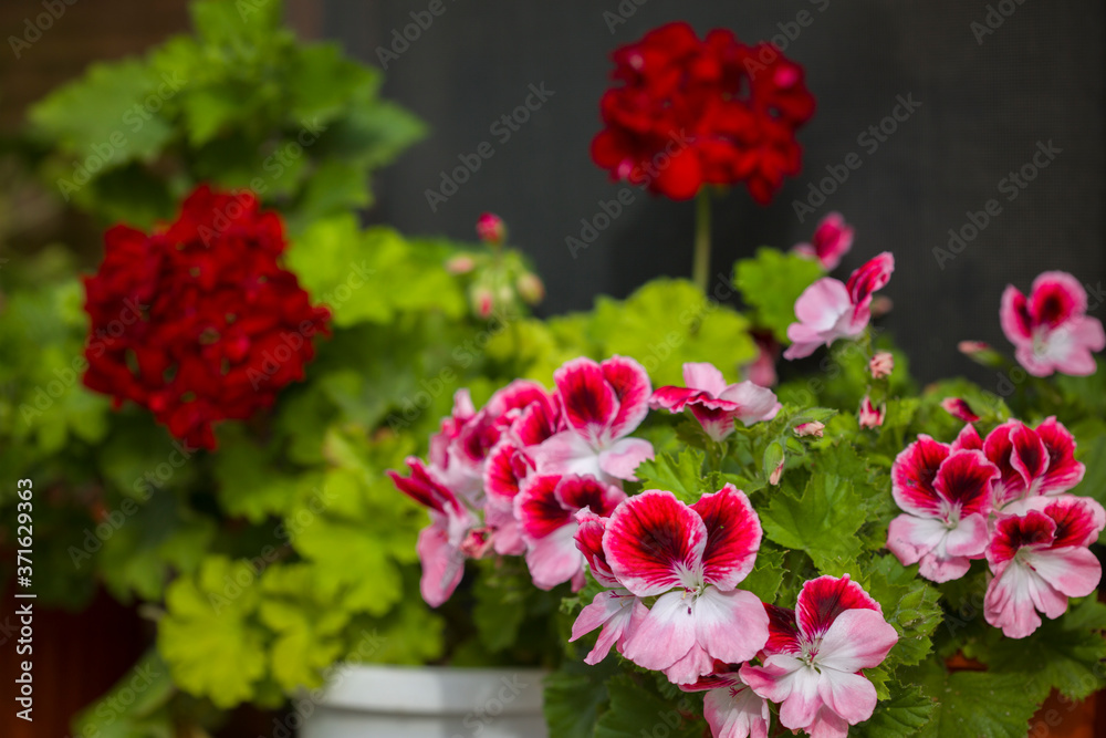 Beautiful pink, purple and red Pelargonium flowers in a pot. Closeup Pelargonium flowers Beautiful pink, purple and red Pelargonium flowers in a pot. Closeup Pelargonium flowers