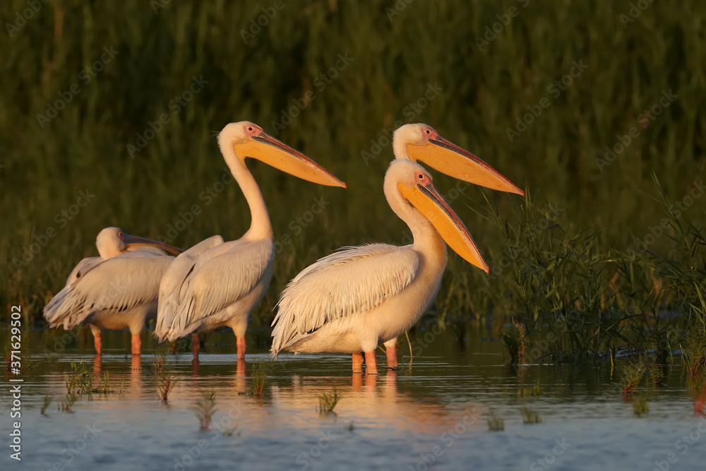 Singles and groups of great white pelican (Pelecanus onocrotalus) are photographed standing in blue water against a backdrop of green aquatic vegetation in soft evening light. Singles and groups of great white pelican (Pelecanus onocrotalus) are photographed standing in blue water against a backdrop of green aquatic vegetation in soft evening light.