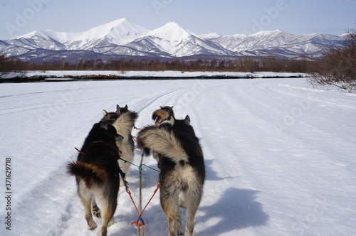 sled dogs, dog racing in Kamchatka © urra