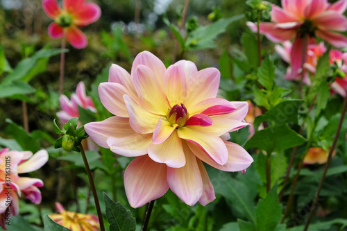 Pink and pale yellow decorative dahlia  dark butterfly  in flower